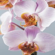 Tegelsticker orchidee 15x15cm