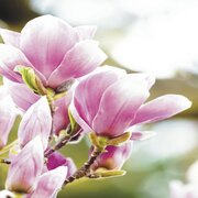Tegelsticker magnolia in de lente 15x15cm
