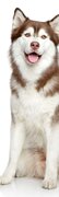 SALE: Muursticker/deursticker Siberische husky  50x210cm (BxL)