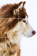Foto tegelsticker 15x15 'Alaskan Wolf' 45x30 cm hxb