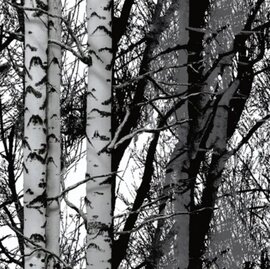 Plakfolie forest bos & bomen 67,5x200cm