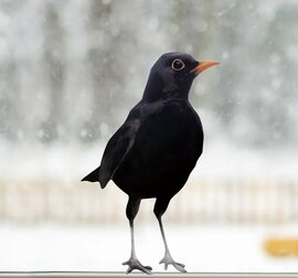 Raamsticker vogel Merel