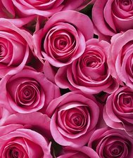 Tegelsticker roze rozen 15x15cm