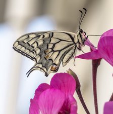 Tegelsticker vlinder 15x15cm