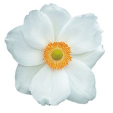 Tegelsticker bloem wit 15x15cm