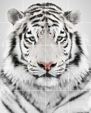 Foto tegelsticker 15x15 'Witte tijger' 75x60 cm hxb