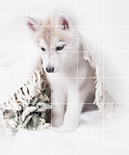 Foto tegelsticker 15x15 'husky pup' 90x75 cm hxb
