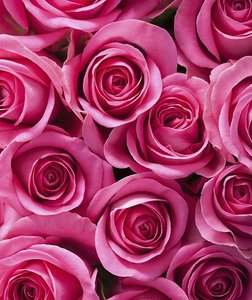 Tegelsticker roze rozen 15x15cm