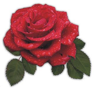 Tegelsticker roos rood 15x15cm